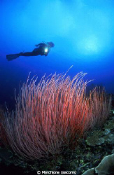 Beatiful garden with red whip coral
Walea : Tonjan Islan... by Marchione Giacomo 